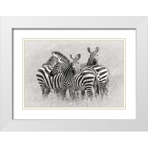 Zebras White Modern Wood Framed Art Print with Double Matting by Trubitsyn, Kirill