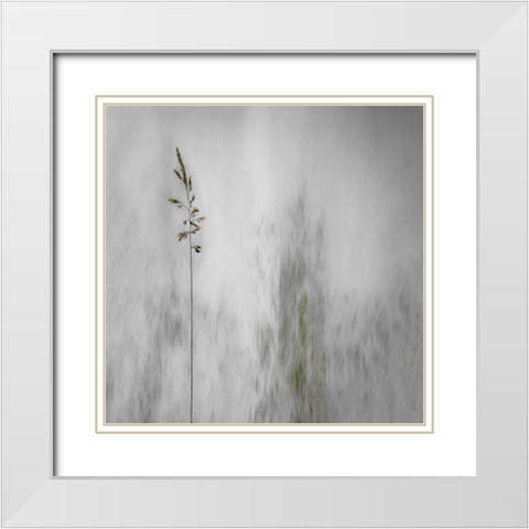 blade of grass White Modern Wood Framed Art Print with Double Matting by Claes, Gilbert