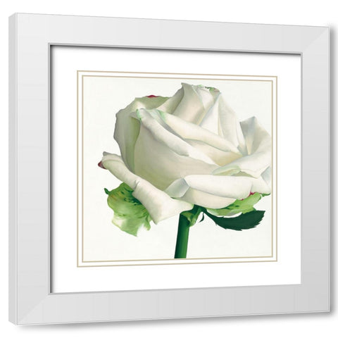 White Rose I White Modern Wood Framed Art Print with Double Matting by Andrew, Stephanie