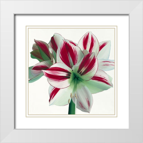 Amaryllis White Modern Wood Framed Art Print with Double Matting by Andrew, Stephanie