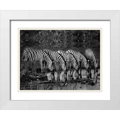 Zebras Reflection White Modern Wood Framed Art Print with Double Matting by Ortega, Xavier