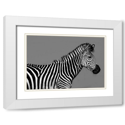 Cebra Retrato White Modern Wood Framed Art Print with Double Matting by Ortega, Xavier