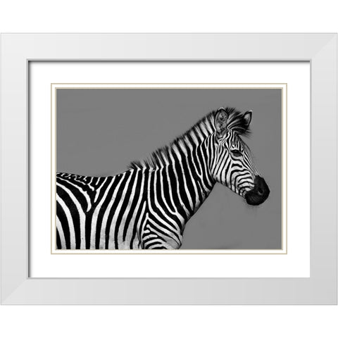 Cebra Retrato White Modern Wood Framed Art Print with Double Matting by Ortega, Xavier