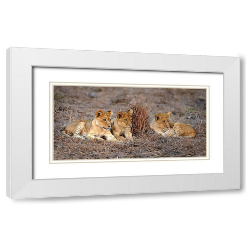 Lions Cub White Modern Wood Framed Art Print with Double Matting by Ortega, Xavier