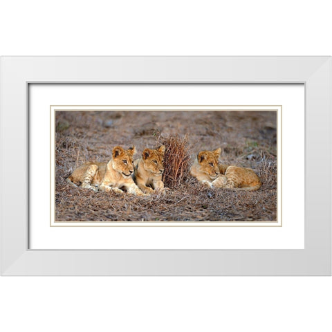 Lions Cub White Modern Wood Framed Art Print with Double Matting by Ortega, Xavier