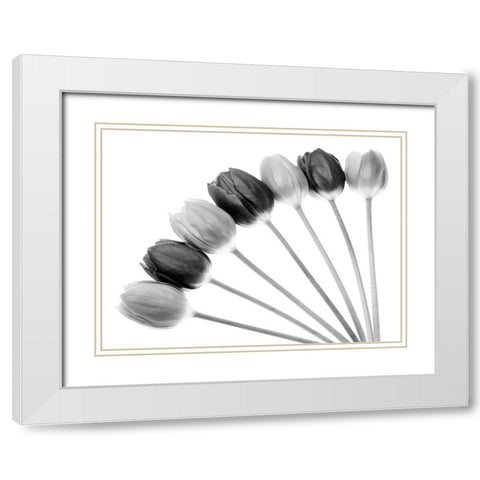 Tulips Array l White Modern Wood Framed Art Print with Double Matting by Lambert, Tom