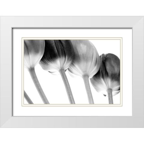 Tulips Array ll White Modern Wood Framed Art Print with Double Matting by Lambert, Tom