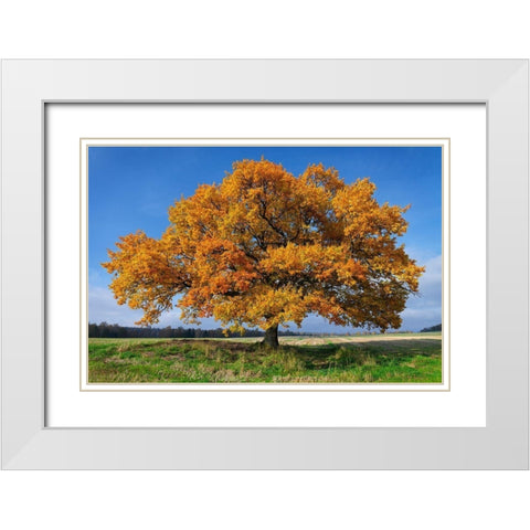 Golden Oak White Modern Wood Framed Art Print with Double Matting by Strand, Hans