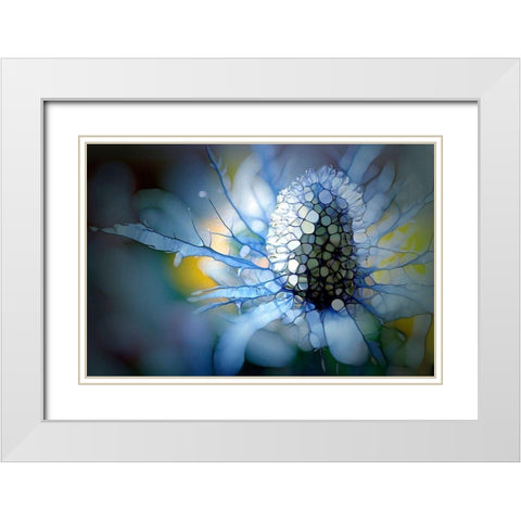 Eisdistel White Modern Wood Framed Art Print with Double Matting by Schmidt, Renate M.