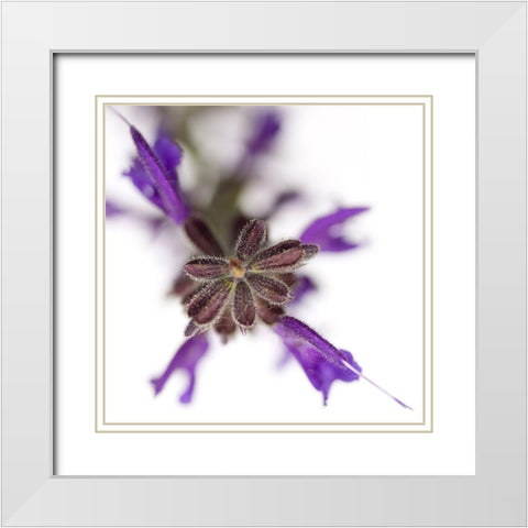 Salvia officinalis White Modern Wood Framed Art Print with Double Matting by Durnberger, Sonja
