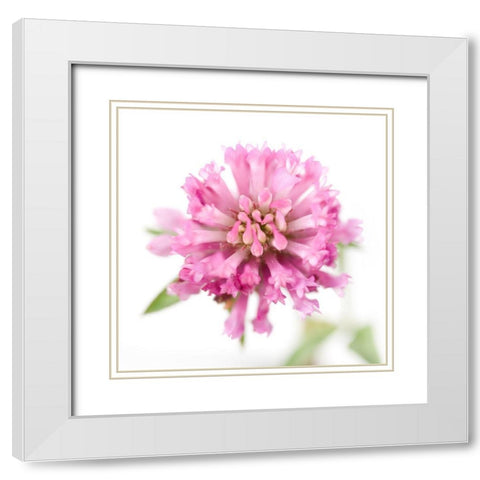 Trifolium pratense White Modern Wood Framed Art Print with Double Matting by Durnberger, Sonja