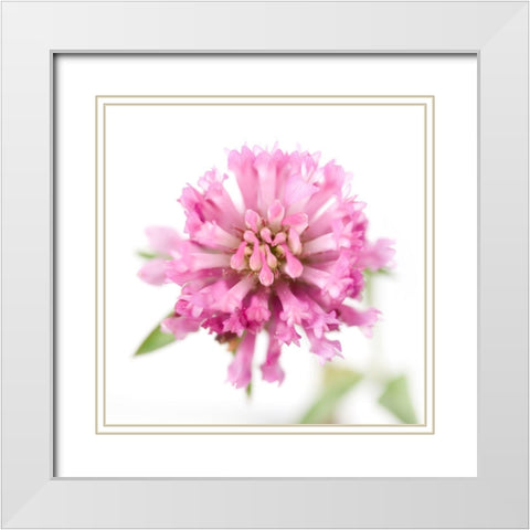 Trifolium pratense White Modern Wood Framed Art Print with Double Matting by Durnberger, Sonja