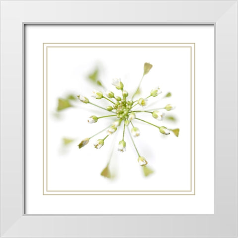 Capsella bursa-pastoris White Modern Wood Framed Art Print with Double Matting by Durnberger, Sonja