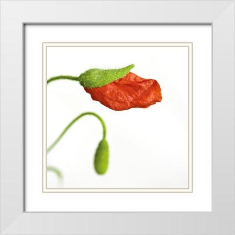 Papaver rhoeas White Modern Wood Framed Art Print with Double Matting by Durnberger, Sonja