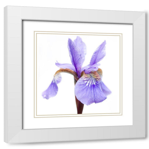 Iris versicolor White Modern Wood Framed Art Print with Double Matting by Durnberger, Sonja