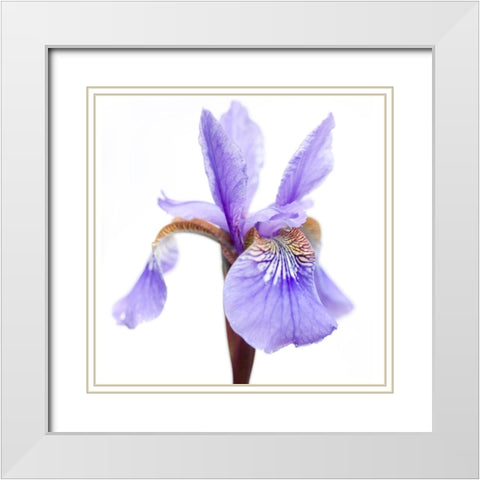 Iris versicolor White Modern Wood Framed Art Print with Double Matting by Durnberger, Sonja