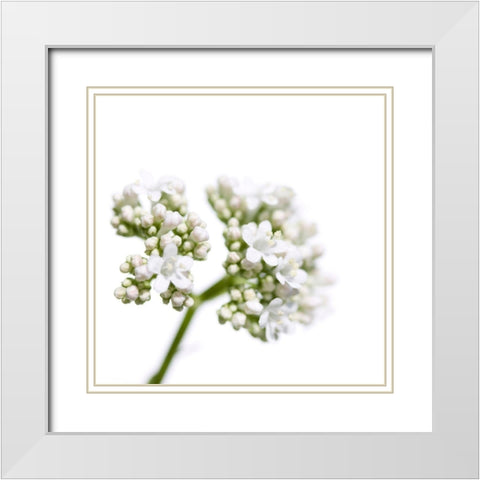 Valeriana officinalis White Modern Wood Framed Art Print with Double Matting by Durnberger, Sonja