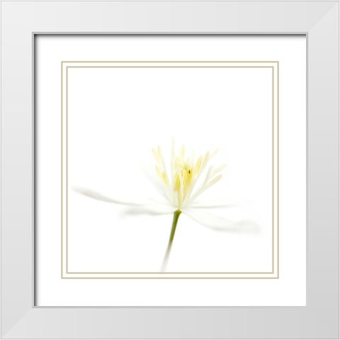 Clematis recta White Modern Wood Framed Art Print with Double Matting by Durnberger, Sonja