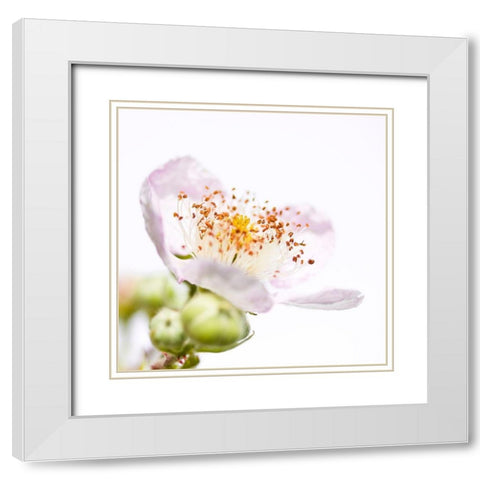 Rubus sectio Rubus White Modern Wood Framed Art Print with Double Matting by Durnberger, Sonja