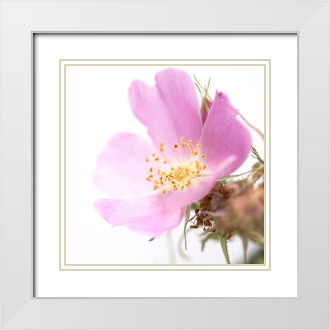 Rosa mosqueta White Modern Wood Framed Art Print with Double Matting by Durnberger, Sonja
