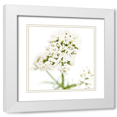 Valeriana officinalis White Modern Wood Framed Art Print with Double Matting by Durnberger, Sonja