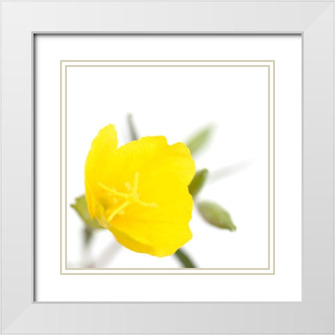 Oenothera biennis White Modern Wood Framed Art Print with Double Matting by Durnberger, Sonja