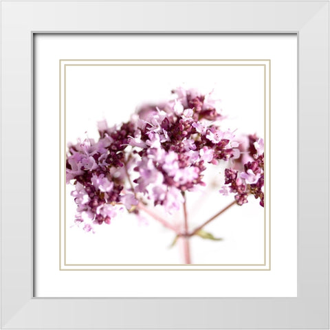 Origanum vulgare White Modern Wood Framed Art Print with Double Matting by Durnberger, Sonja