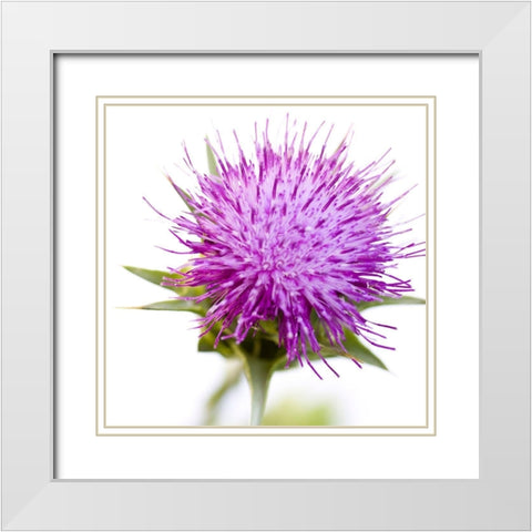 Sylibum marianum White Modern Wood Framed Art Print with Double Matting by Durnberger, Sonja
