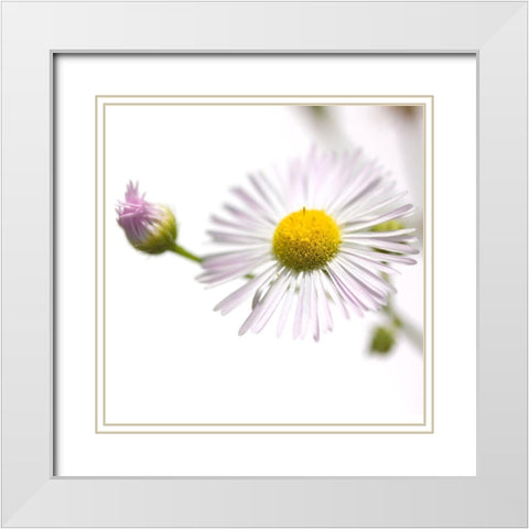Erigeron annuus White Modern Wood Framed Art Print with Double Matting by Durnberger, Sonja