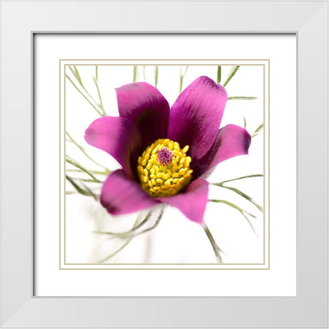 Pulsatilla pratensis White Modern Wood Framed Art Print with Double Matting by Durnberger, Sonja