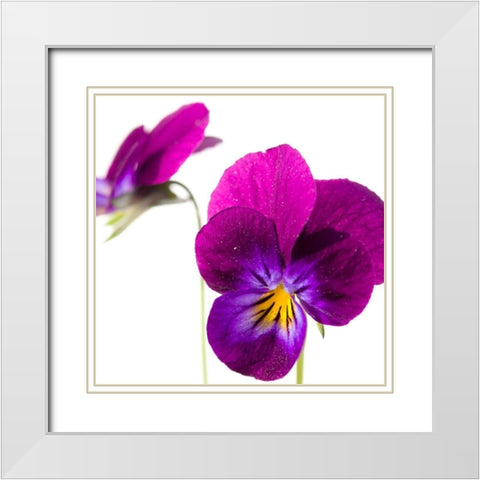 Viola tricolor White Modern Wood Framed Art Print with Double Matting by Durnberger, Sonja