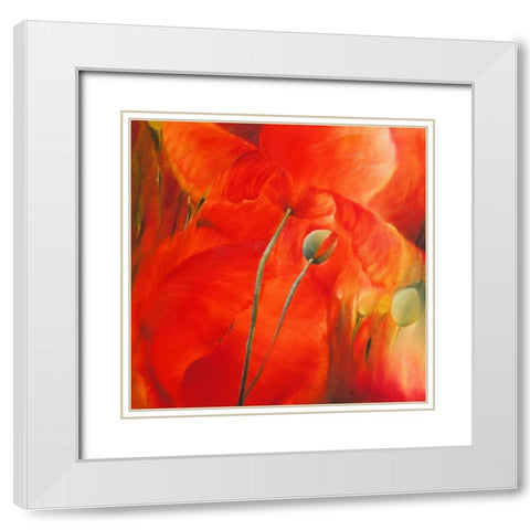 Roter Mohn White Modern Wood Framed Art Print with Double Matting by Schmucker, Annette