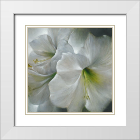 Weisse Amaryllis White Modern Wood Framed Art Print with Double Matting by Schmucker, Annette
