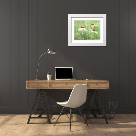 Echinacea two White Modern Wood Framed Art Print with Double Matting by Clema