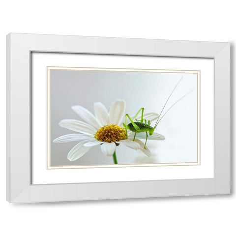 Grashupfer auf Margarite White Modern Wood Framed Art Print with Double Matting by Fischer, Rolf
