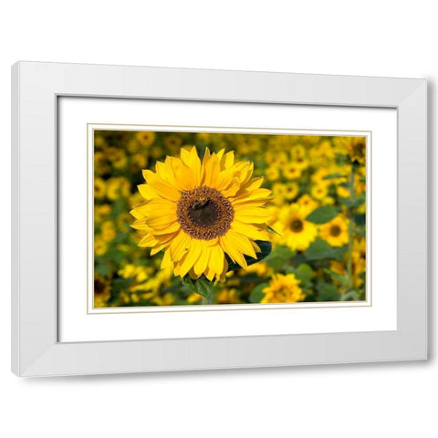 Honigbiene im Sonnenblumenfeld White Modern Wood Framed Art Print with Double Matting by Fischer, Rolf