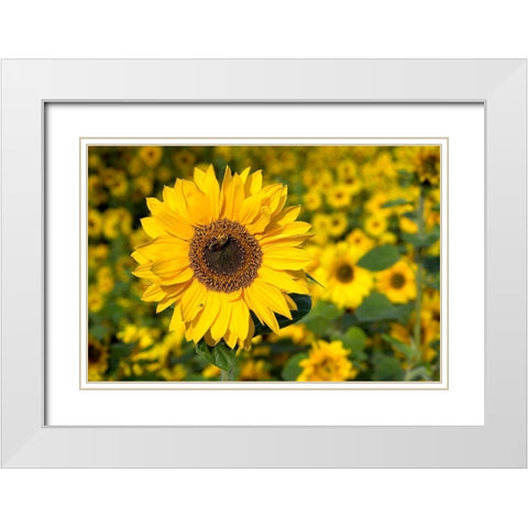 Honigbiene im Sonnenblumenfeld White Modern Wood Framed Art Print with Double Matting by Fischer, Rolf