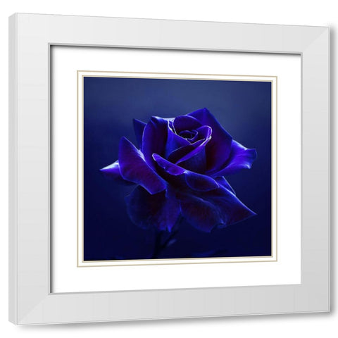 Midnight Rose White Modern Wood Framed Art Print with Double Matting by Seidel, Lily