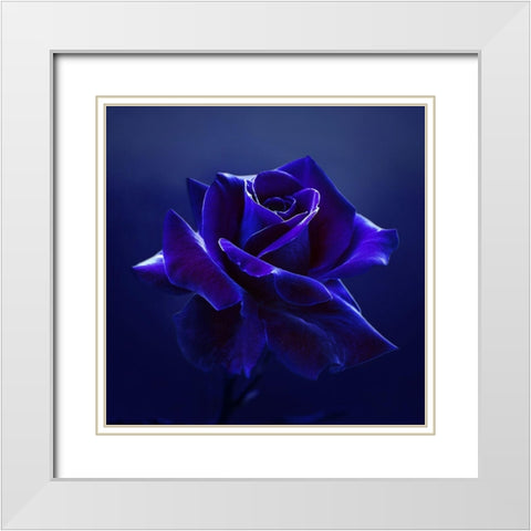 Midnight Rose White Modern Wood Framed Art Print with Double Matting by Seidel, Lily
