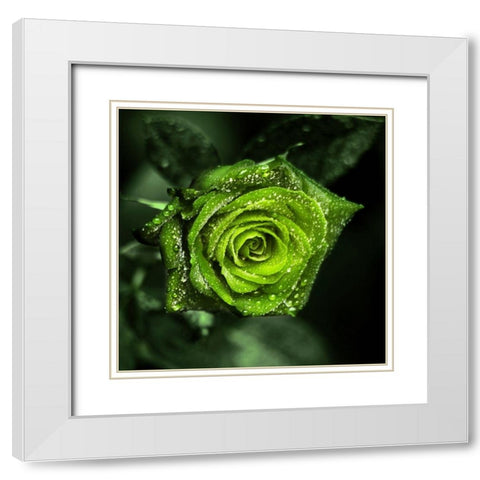 Paradise White Modern Wood Framed Art Print with Double Matting by Seidel, Lily