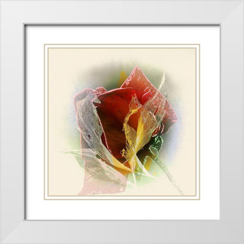 Rose White Modern Wood Framed Art Print with Double Matting by Baumann, Matthias