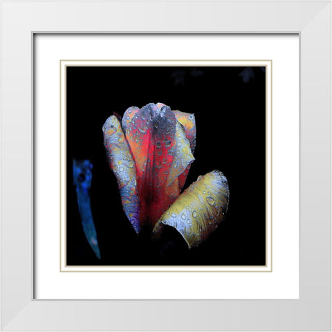 Tulpen-Nacht White Modern Wood Framed Art Print with Double Matting by Baumann, Matthias