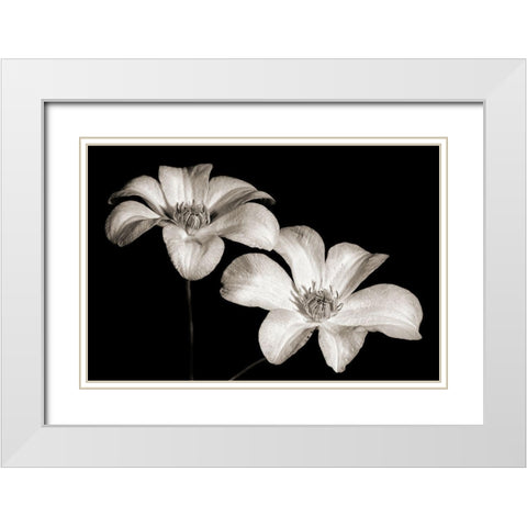 Stars II White Modern Wood Framed Art Print with Double Matting by Steger, Uwe