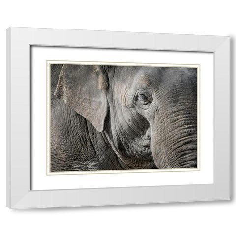 Master Front White Modern Wood Framed Art Print with Double Matting by Steger, Uwe