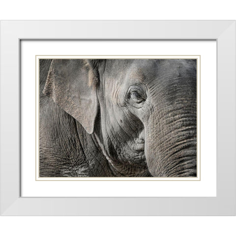 Master Front White Modern Wood Framed Art Print with Double Matting by Steger, Uwe