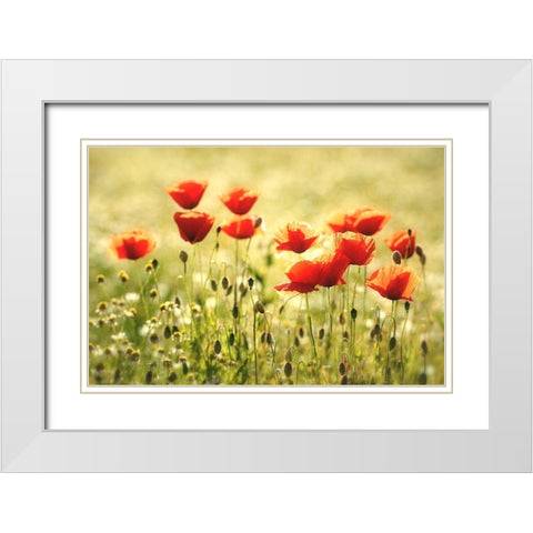Some Poppy Part I White Modern Wood Framed Art Print with Double Matting by Steger, Uwe