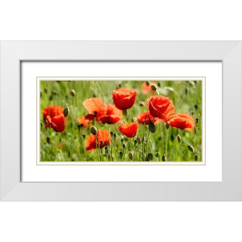 Some Poppy Part II White Modern Wood Framed Art Print with Double Matting by Steger, Uwe