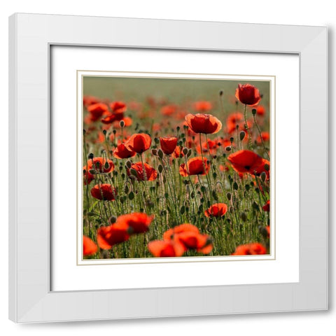 Poppy Zone White Modern Wood Framed Art Print with Double Matting by Steger, Uwe