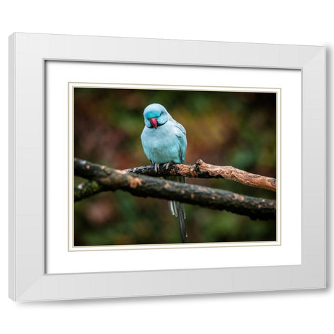 Blue Parrot White Modern Wood Framed Art Print with Double Matting by Ronin