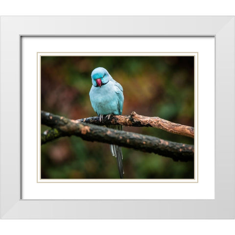 Blue Parrot White Modern Wood Framed Art Print with Double Matting by Ronin